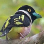 image of bird