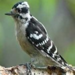 image of bird