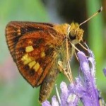 image of animal