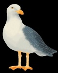 image of seagull