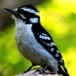 image of bird