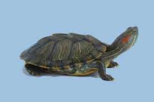 image of animal
