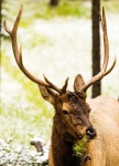 image of animal