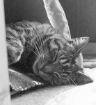 image of tabby
