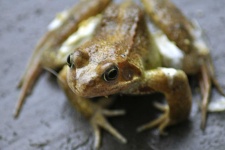 image of animal