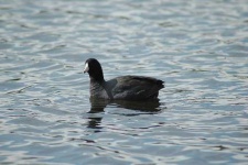 image of american_coot