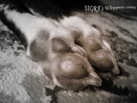 image of whippet