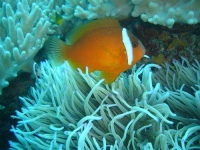 image of anemone_fish