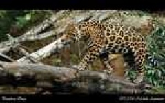 image of jaguar_car