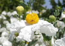 image of flower