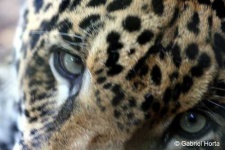 image of jaguar_car