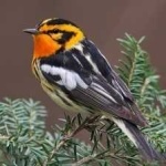 image of bird
