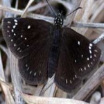 image of animal