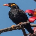 image of bird