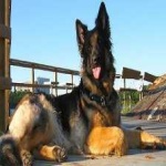 image of german_sheperd #14