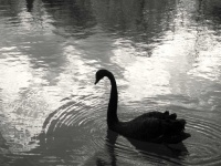 image of animal