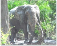 image of tusker