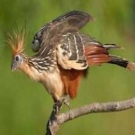 image of bird