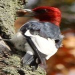 image of red_headed_woodpecker #6