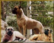 image of bull_mastiff
