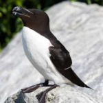image of bird