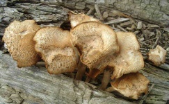 image of hen_of_the_woods