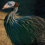 image of bird