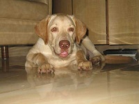 image of labrador_retriever #9