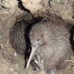 image of bird