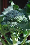 image of broccoli