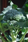 image of broccoli #5