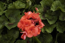 image of geranium #13