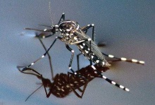 image of mosquito