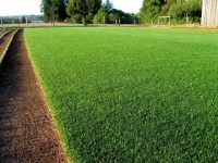 image of grass
