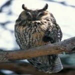 image of bird
