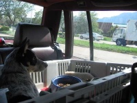 image of kelpie