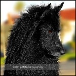 image of groenendael