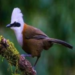 image of bird