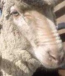 image of animal