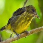 image of bird