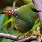 image of bird