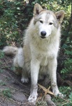 image of wolf #14