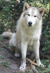 image of animal