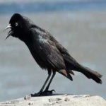 image of bird