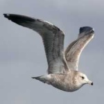 image of bird