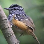 image of bird