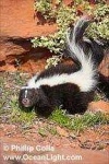 image of skunk