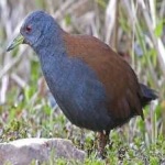 image of bird