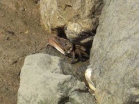 image of fiddler_crab