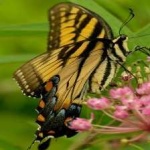 image of animal